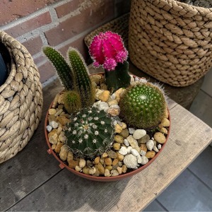 6" Cactus Garden 