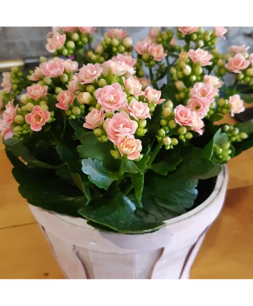 6" Calandiva Plant in Basket Potted Plant in Cambridge, ON | KELLY GREENS FLOWERS & GIFT SHOP