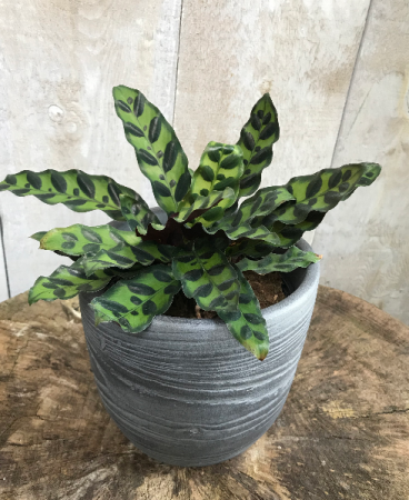 6" Calathea  6" Calathea