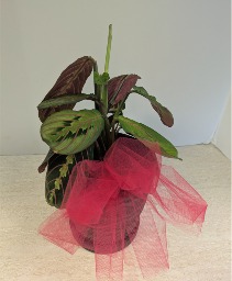 4" Prayer Plant NFS-P95