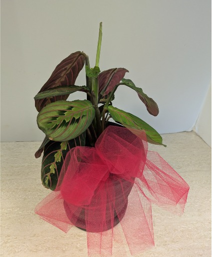 4" Prayer Plant NFS-P95