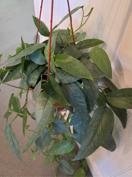 6" cebu  blue pothos Hanging indoor green plant