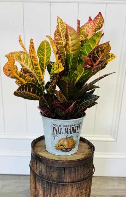 6" Croton in Fall Market Tin Potted Plant