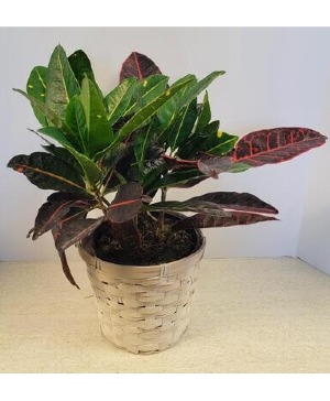 SOLD  6" Croton Plant NFS-P110