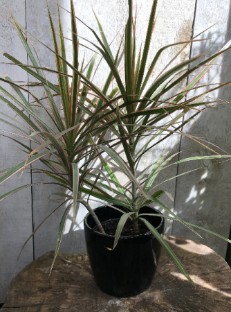 6" Dracaena Marginata 6" Dracaena Marginata 