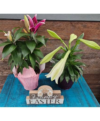 6" Easter Lily Plant