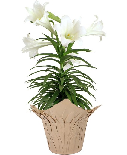 6" Easter Lily Plant