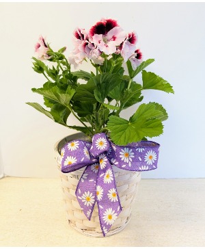 SOLD---6" Geranium Plant  NFS-P129