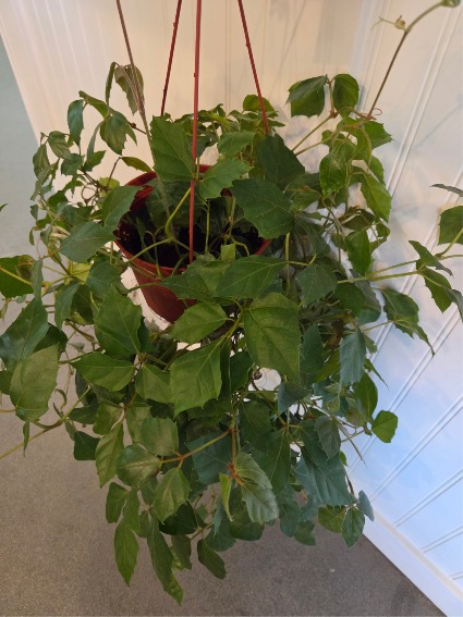 6" grape ivy Hanging indoor green plant
