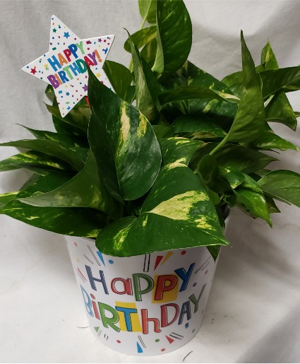 6" green plant(may vary depending on stock) (B) In Happy Birthday container and includes a Happy Birthday pic!