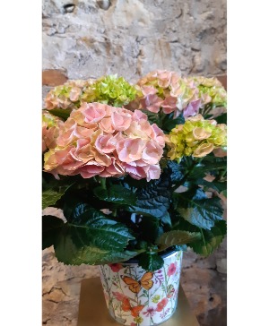 6" Hydrangea Plant 