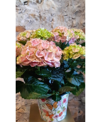 6" Hydrangea Plant 