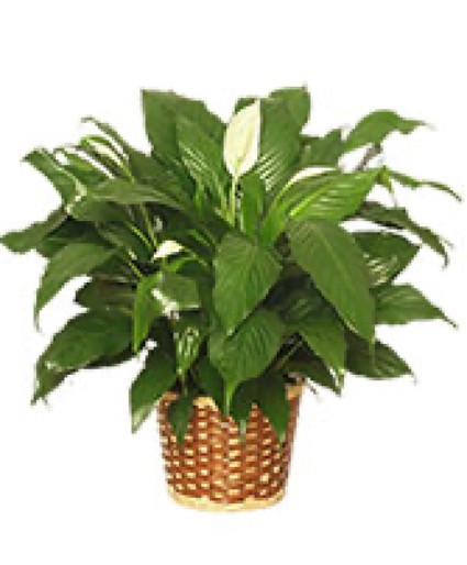 6 inch peace lili plant Peace lili