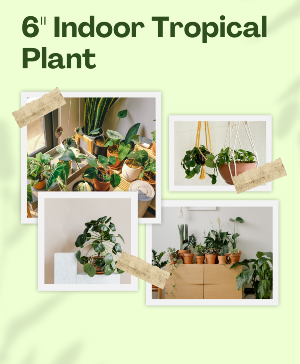6" Indoor Plant - plant type varies plant