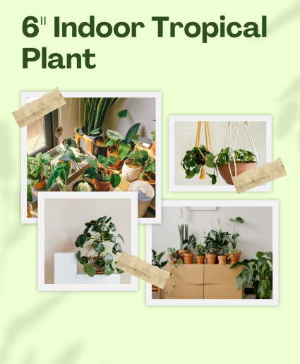 6" Indoor Plant - plant type varies plant