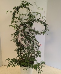 6” Jasminum Plant NFS-P132