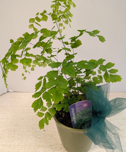 4 1/2" Maiden Hair Fern NFS-P132