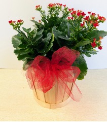 6" Kalanchoe Plant NFS-P117