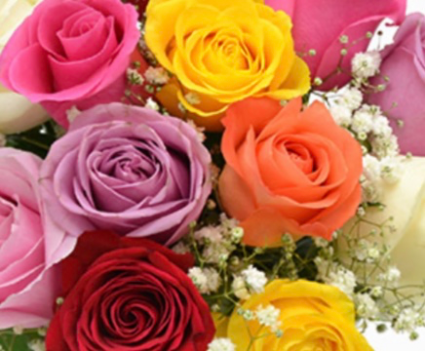 6 Mixed Colored Roses  No Vase