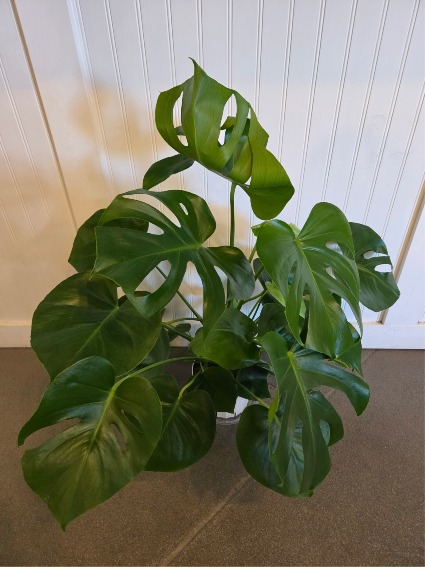 6" monsters plant In basket