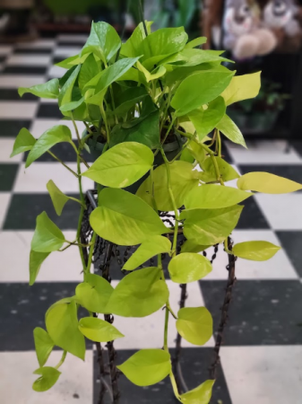 6" Neon Pothos Hanging plant in Redmond, OR - THE LADY BUG FLOWER & GIFT  SHOP