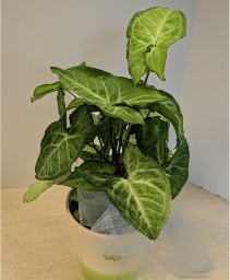 6” Nephthytis Plant NFS-P137