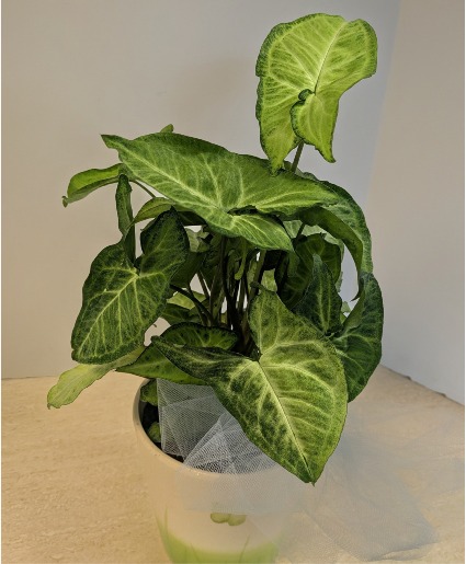 6” Nephthytis Plant NFS-P137