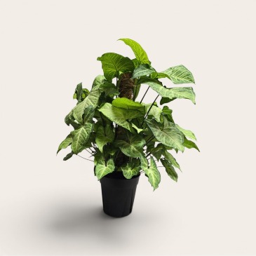 6" Nephthytis Pole Butterfly Plant on Pole in Culpeper, VA | ENDLESS CREATIONS FLOWERS AND GIFTS