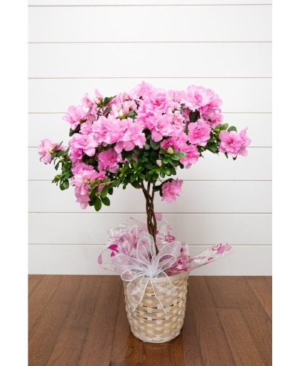 6" Azalea Tree Plant