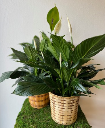 6" Peace Lily  in La Grande, OR | FITZGERALD FLOWERS