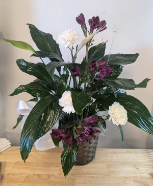 6" peace lily plant  apache junction  mesa deliver 