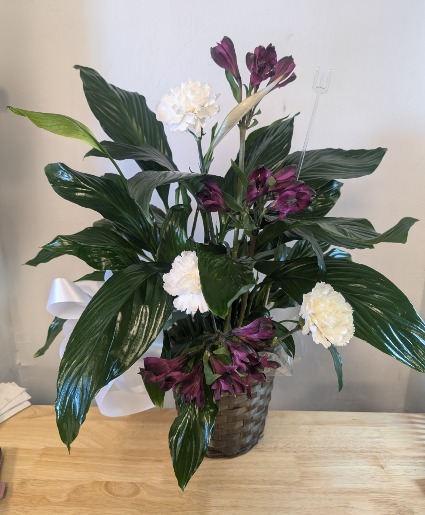 6" peace lily plant  apache junction  mesa deliver 