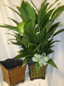6" Peace Lily in a Tin Container with Bow. (P) 