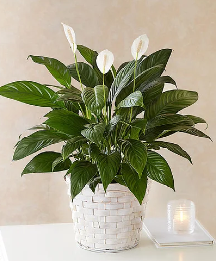 6" Peace lily in basket 