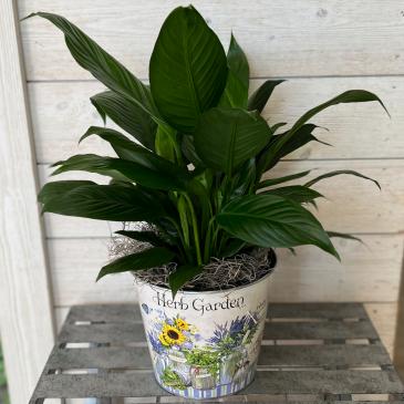 6” Peace Lily Blooming Houseplant in Mattapoisett, MA | Blossoms Flower Shop