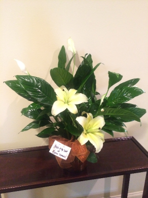 6" Peace Lily in Fleur de Lis Copper Pot Green Plant