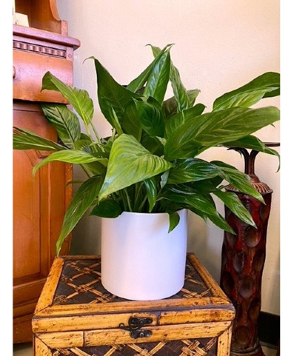 Peace Lily in White Pot House Plant