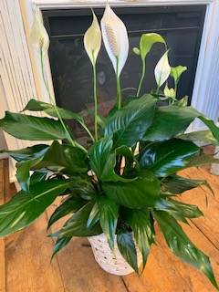 Peace Lily House Plant in New Castle, CO - An Exquisite Design