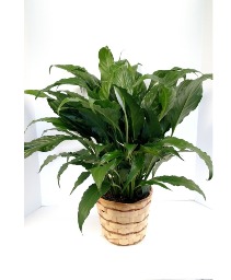 6" Peace Lily Plant (Spathiphyllum) NFS-P112