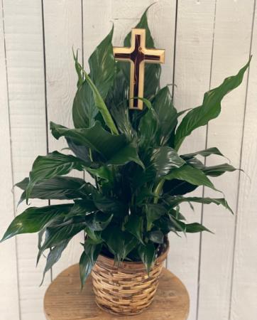 6" PEACE LILY WITH 7" WOODEN CROSS  PLANT