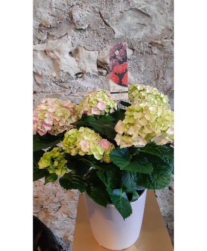 6" Pink Hydrangea in ceramic pot 