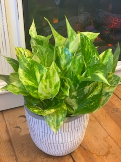 Pothos House Plant
