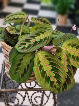 6" Prayer Plant Calathea Green Plant
