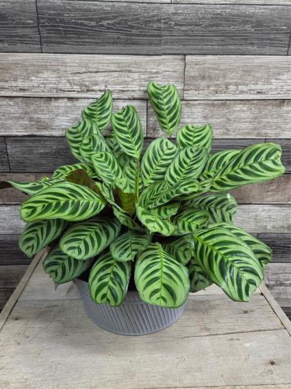 6" prayer plant In a round metal container 