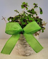 SOLD 6" Red & Green Shamrock NFS-P99