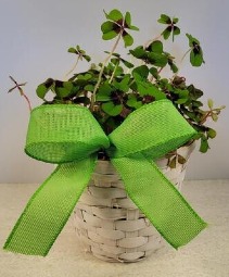 SOLD 6" Red & Green Shamrock NFS-P99