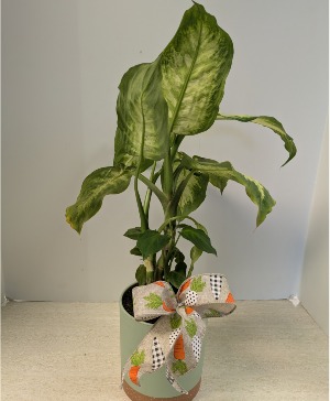 SOLD Dieffenbachia  NFS-P102