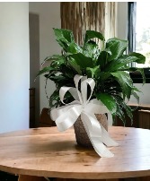 Spath in Galvanized Planter 