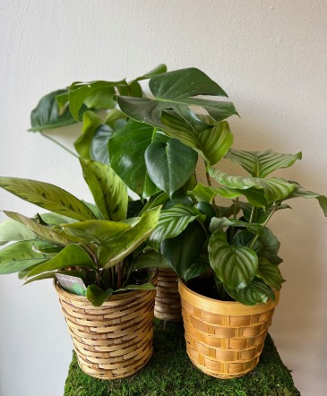 6" Tall Tropical Plant  in La Grande, OR | FITZGERALD FLOWERS