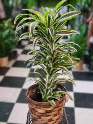 6" White Jewel Dracaena Green Plant in Redmond, OR - THE LADY BUG FLOWER &  GIFT SHOP